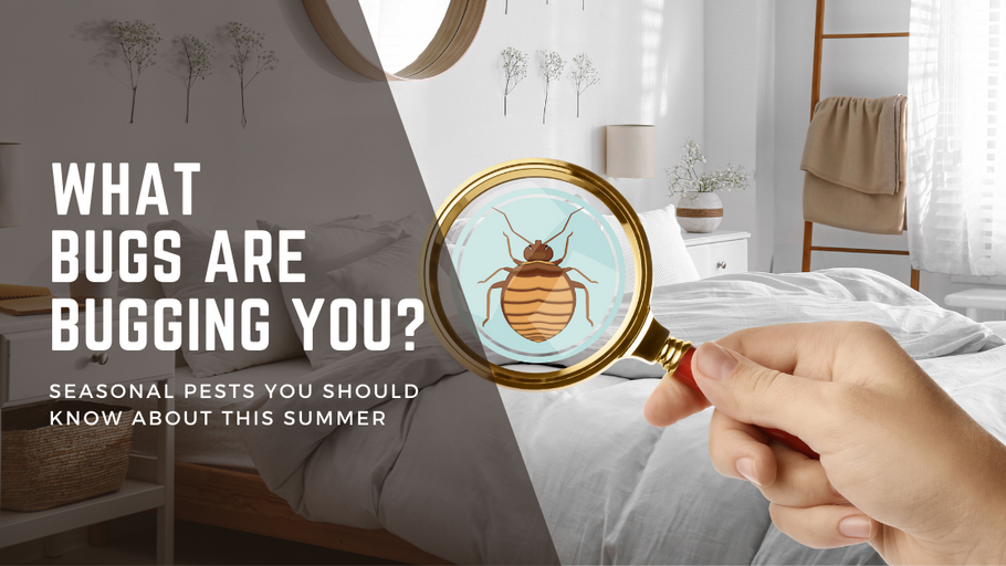 What Bugs Are Bugging You? Seasonal Pests You Should Know About This Summer