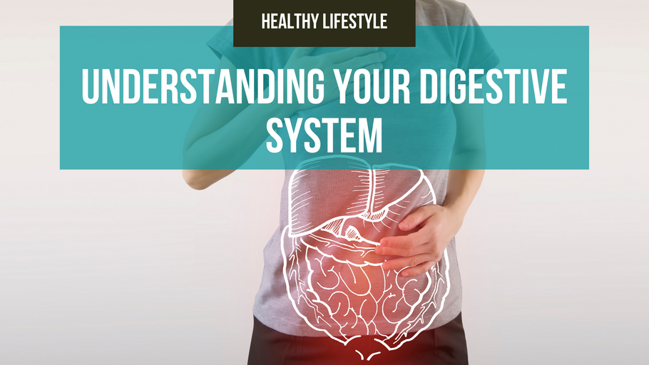 Understanding your Digestive System
