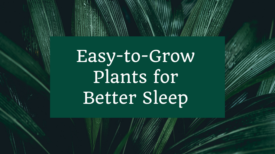 Easy-to-Grow Plants for Better Sleep